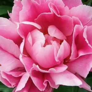 Meet your Posher, Dee